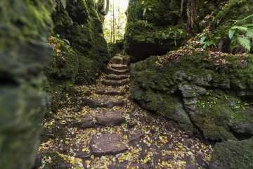 Puzzlewood